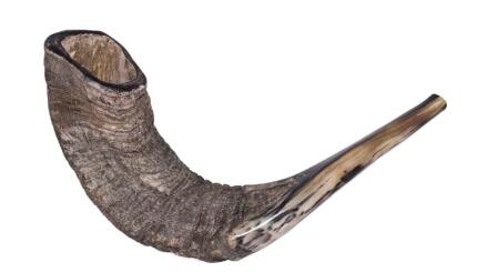 ram's horn on a white background